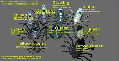 Spider Types