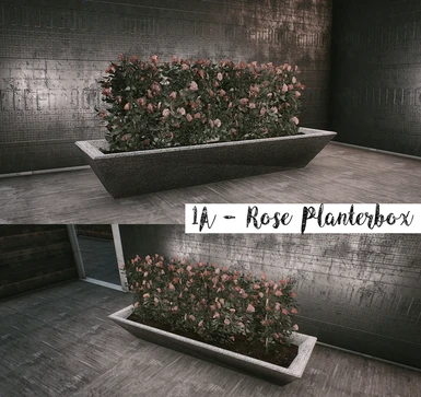 1A - Rose Planterbox