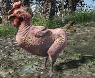Companions do not shoot Rabbits and Chickens