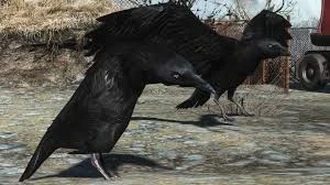 Watcher Crows 01