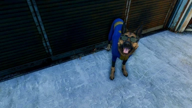 Dogmeat loves his new outfit