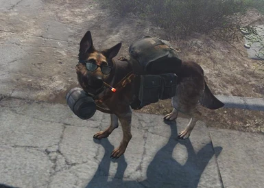 Dogmeat has his act better together than I do