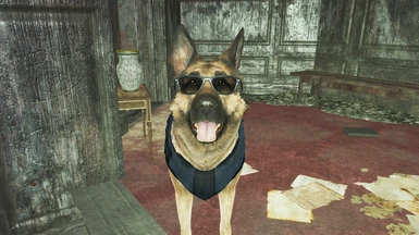 Dogmeat looking suave in his new glasses