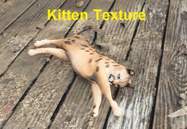 Kitten 5