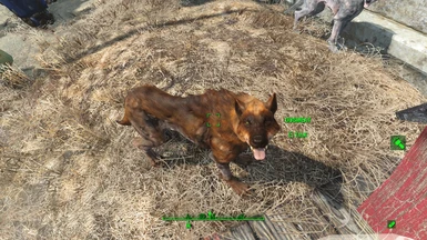 Dogmeat wearing Red Wolf Costume