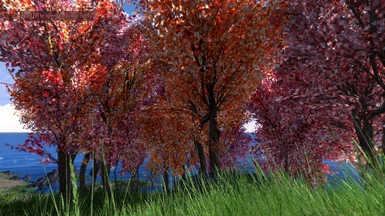 Aki - Colorful Trees