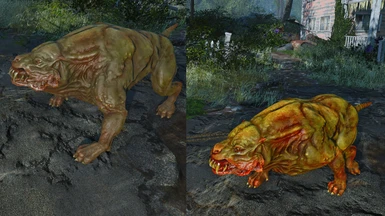 Mutant hound before and after