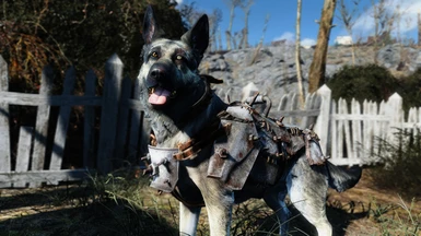 Old Dogmeat