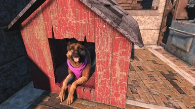Even works on Dogmeat 