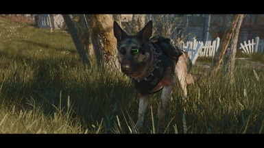 Dogmeat in the shade