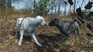 Albino Dog and Feral Mongrel