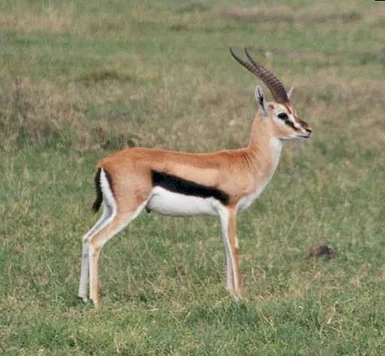 Gazelle1
