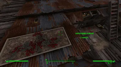 12. Abernathy Farm - Coffee Berry on roof