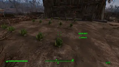 13. Abernathy Farm - Sugar Beet on the side