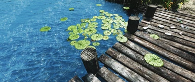 Lily Pads and pond scum remover