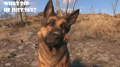 DogMeat Assorted Responses