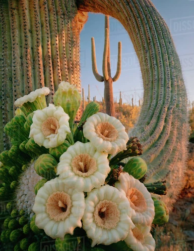 Love it or hate it, the great green cactus is what makes the desert what it is