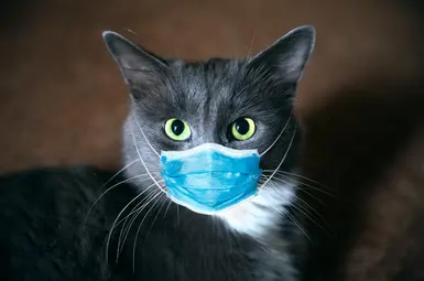 Real Hybrid Khajiit ? :)