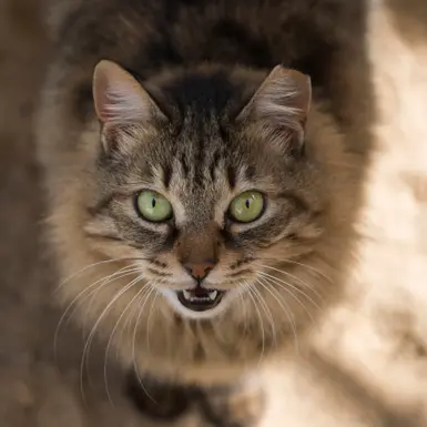 Real Khajiit ? :)