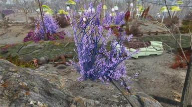 Forsythia Purple