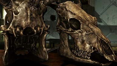 LC's UHD Brahmin Skull