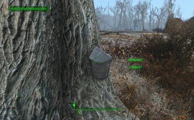 Sap Bucket on a Preexisting Tree