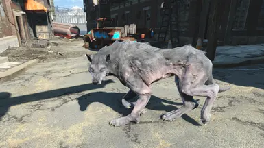 White Wolf