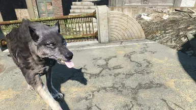 Tan Wolf