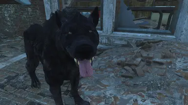 Black Wolf