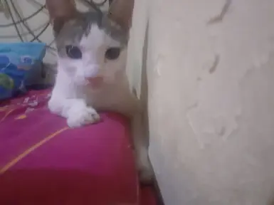 Im sorry for uploading my cat pic everywhere, i just want more people to see him so he will be remembered, and as a proof that he once existed. see you in rainbow bridge, cumi