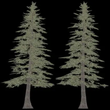 Sugar Pine
