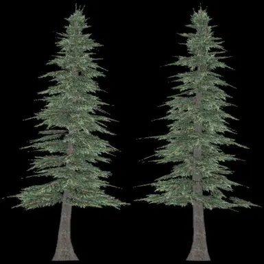 Cedar