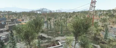Cedar