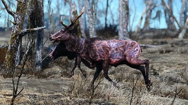 Male Radstag