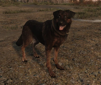 With Sable Dogmeat textures 