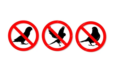 No Crows - No Seagulls