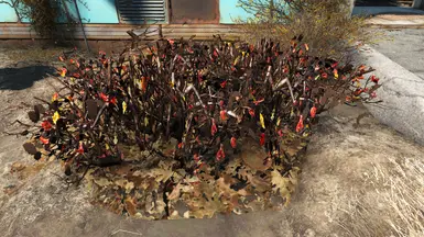 vanilla
