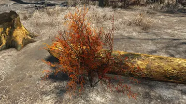 vanilla