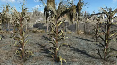 vanilla