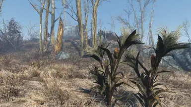 vanilla