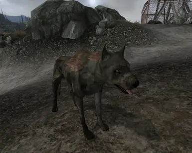 Plague Hound