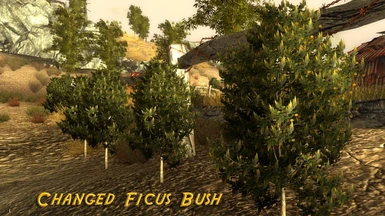 Updated Ficus