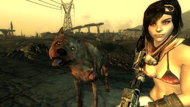 where to find dogmeat in fallout 3