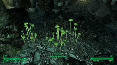 Glowing Mushrooms of the Capital Wasteland