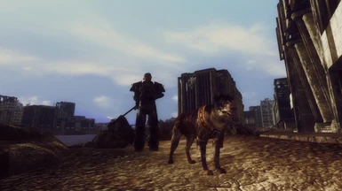 Dogmeat loves his armor