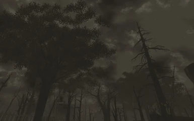 A dark night in the woods
