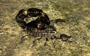 Scorpion Small Brown
