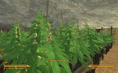 All The Ladies