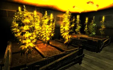 New Plants - Growroom