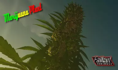 MP Banner